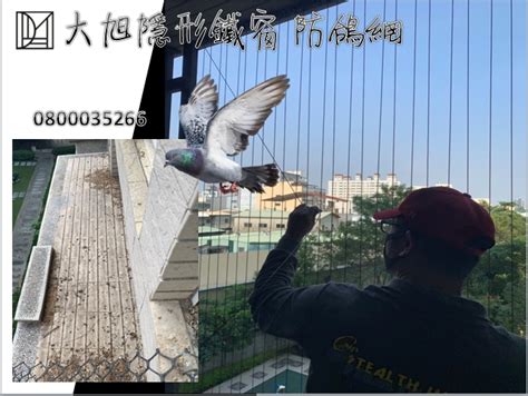 鴿子死在家門口|陽台老被鴿大便空襲？一招輕鬆解決鴿害困擾｜東森財經新